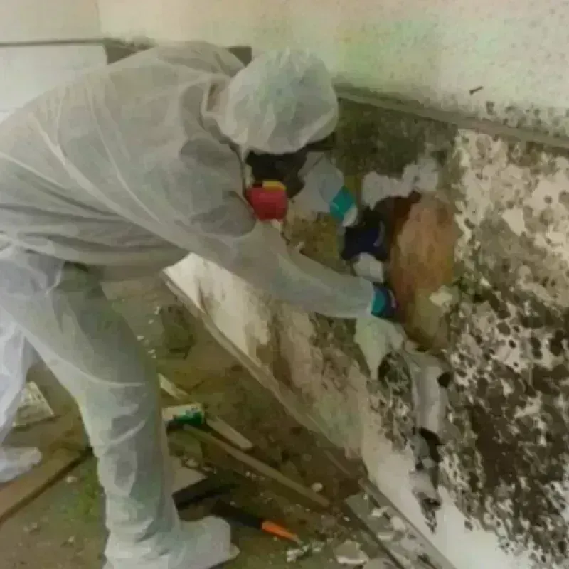 Mold Remediation and Removal in Huron, OH